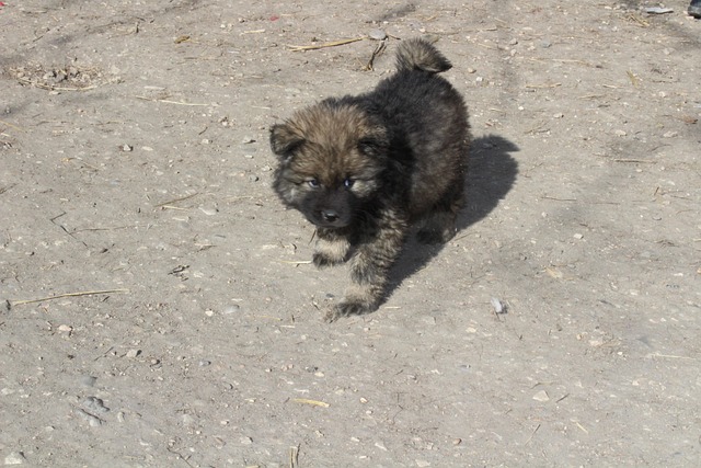 Free Puppy Cute photo and picture