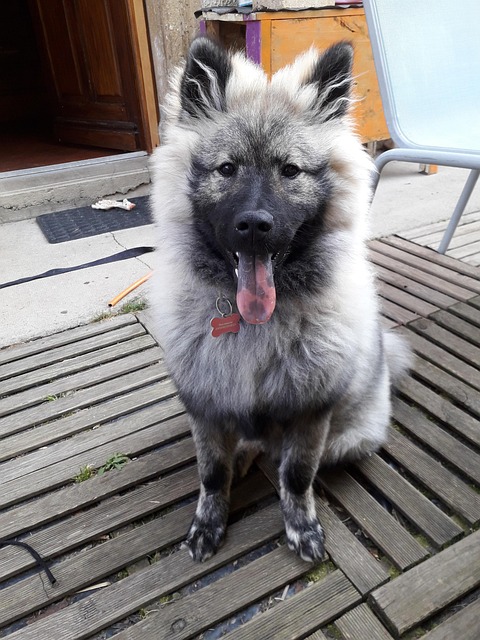 Free Dog Cute photo and picture