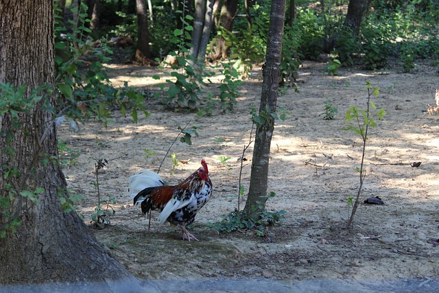 Free Rooster Nature photo and picture
