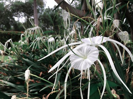 Hvide Blomster, Hvid, Plante, Natur