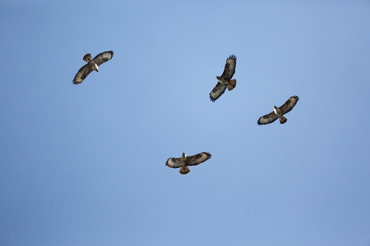 Oiseaux De Proie Buse Rapace Photo gratuite sur Pixabay Pixabay — free download