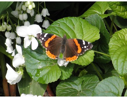 Free Butterfly White Flowers photo and picture