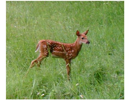 Free Fawn Deer photo and picture