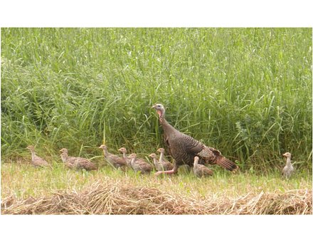 Free Turkey Jake photo and picture