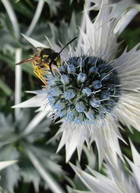 Cardo Insects Insetos Cardo Flor - Foto gratuita no Pixabay - Pixabay