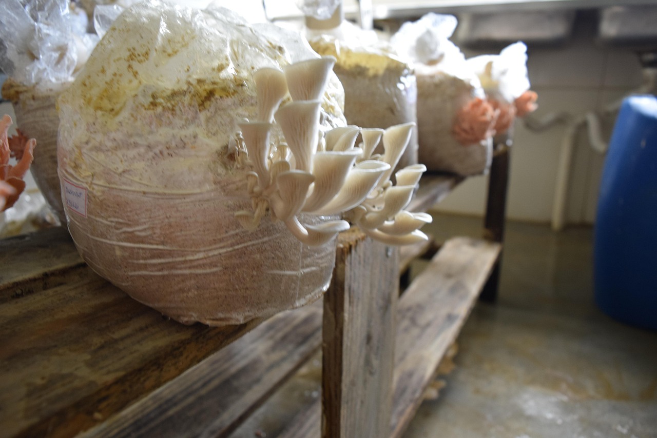 Champignon Champignons La Nature - Photo gratuite sur Pixabay - Pixabay