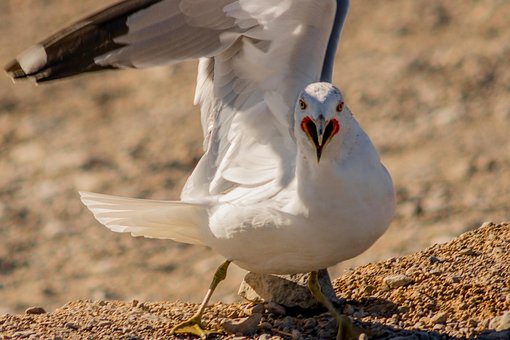 Free Bird Seagull photo and picture