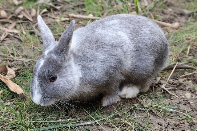 Grish Blue Rabbit GloboxR - Pixabay