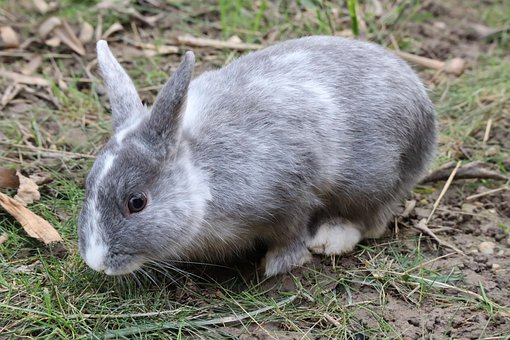 Free Rabbit Grey photo and picture