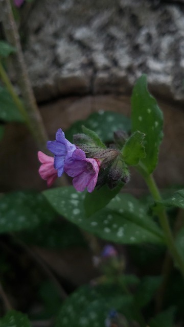 Free Flower Nature photo and picture