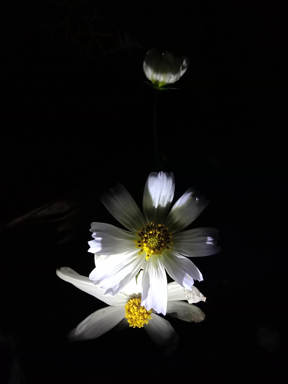 夜晚 花 - Pixabay上的免费照片 - Pixabay