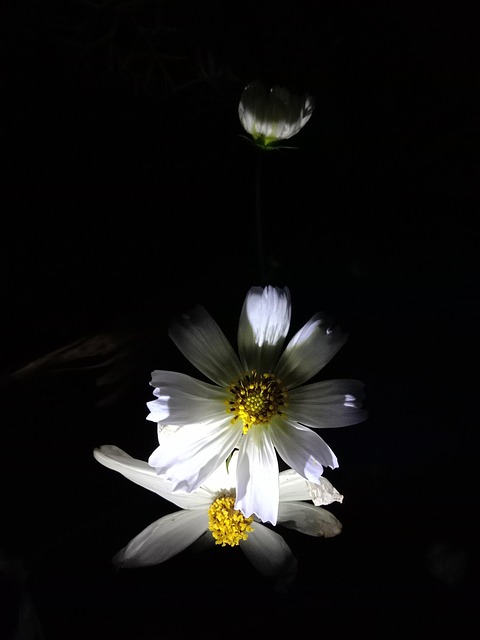夜晚 花 - Pixabay上的免费照片 - Pixabay