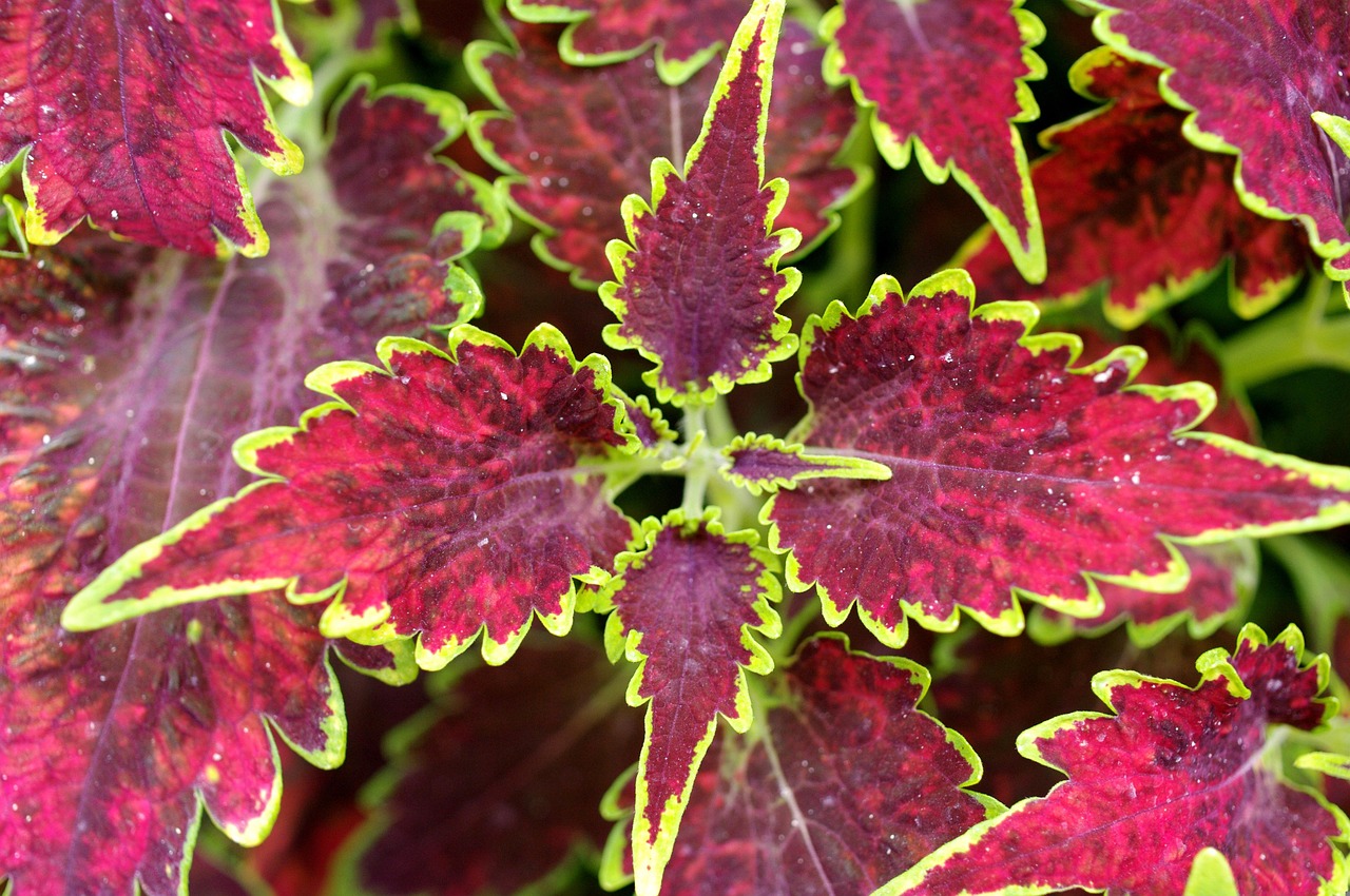 Coleus Leaves Plant - Free photo on Pixabay