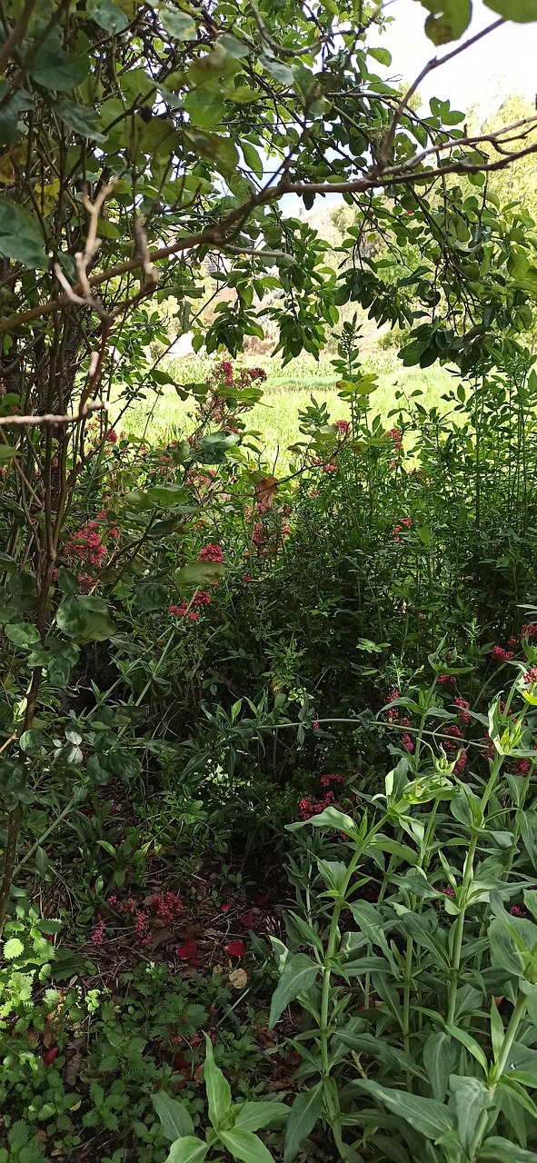 Vegetation Plants Free photo on Pixabay Pixabay
