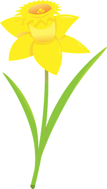 Free daffodil narcissus flower vector