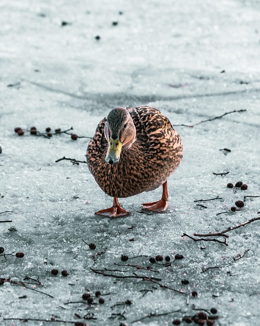 Free Duck Frozen photo and picture