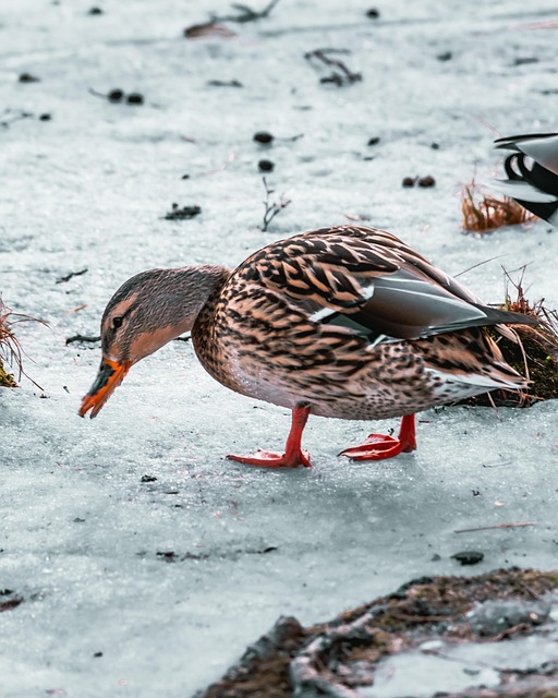 Free Duck Frozen photo and picture