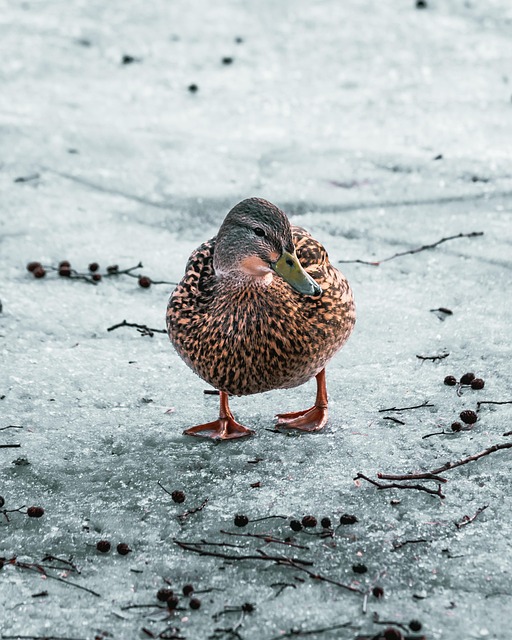 Free Duck Frozen photo and picture