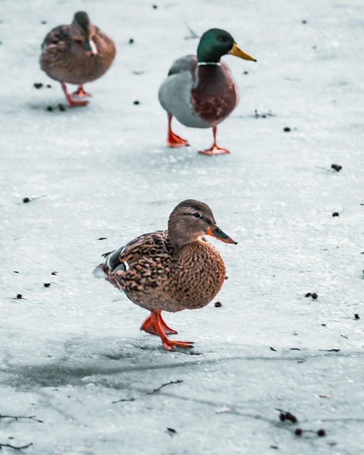 Free Ducks Frozen photo and picture