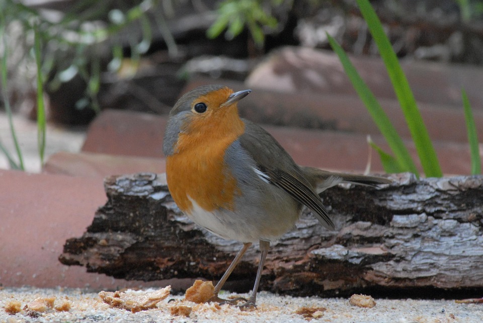 Petirojo Bird Peak Free photo on Pixabay Pixabay