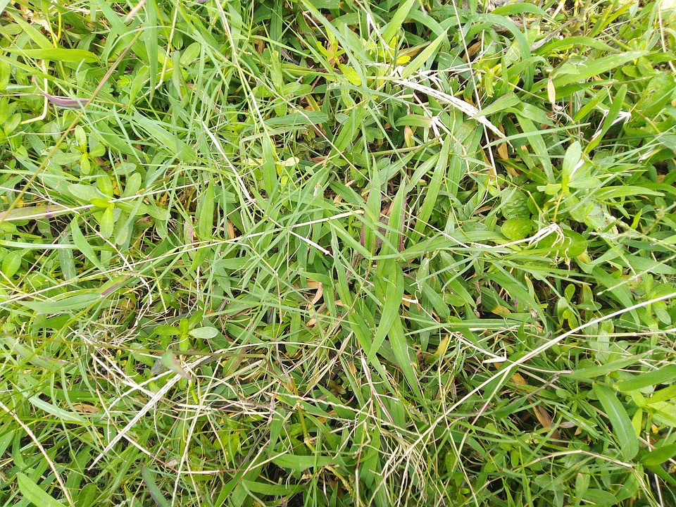 Pic Rumput 草 Rumput - Pixabay上的免费照片 - Pixabay