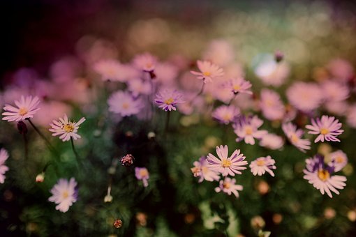 De Lente, Weide, Bloem, Bloemenweide
