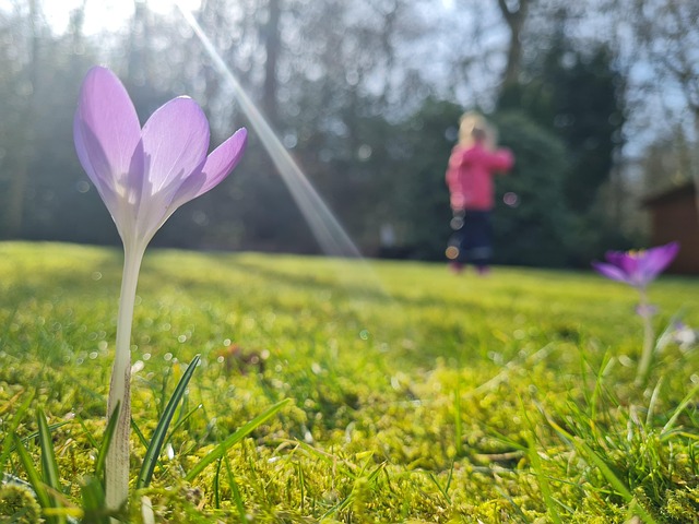 Free Flower Sunbeam photo and picture