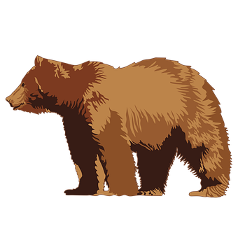 Free Bear Animal illustration and picture