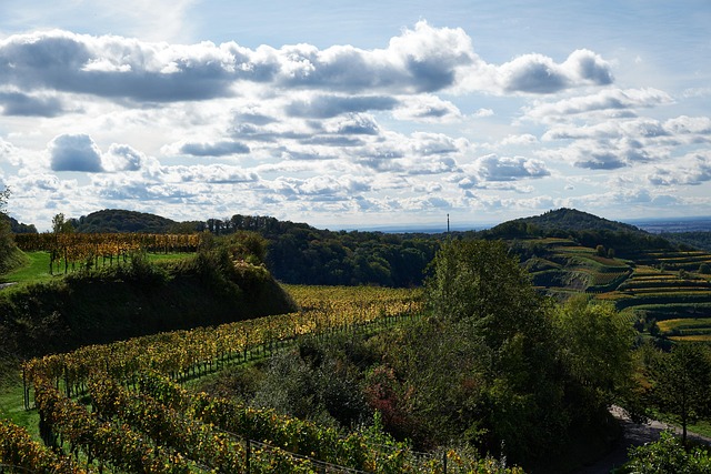 Free Vineyards Kaiserstuhl photo and picture