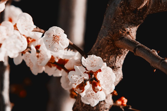 Free Cherry Blossom Flowers photo and picture