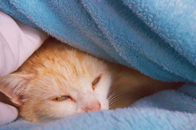 Free Cat Sleep photo and picture