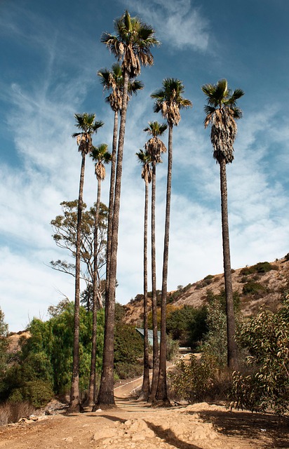 Håndflader, Californien, Los Angeles