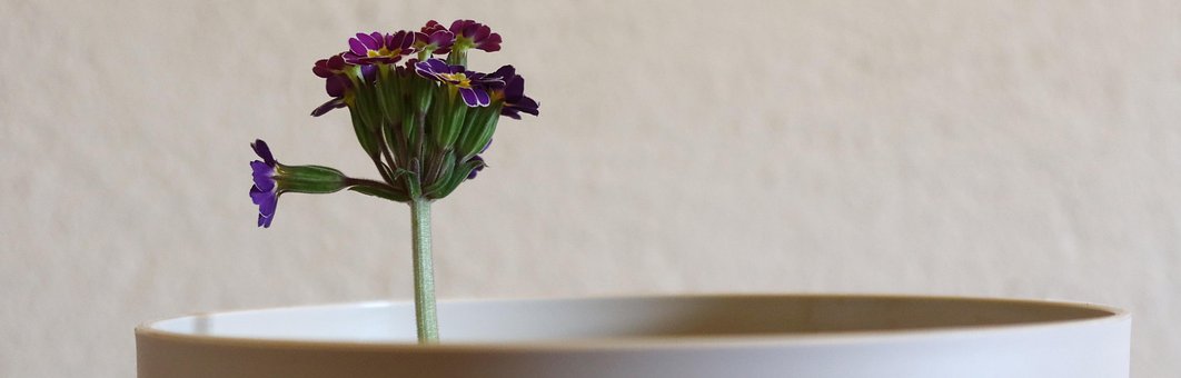 Primel, Blume, Pflanze, Violett