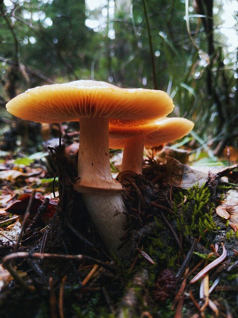 Free Closeup Forage photo and picture