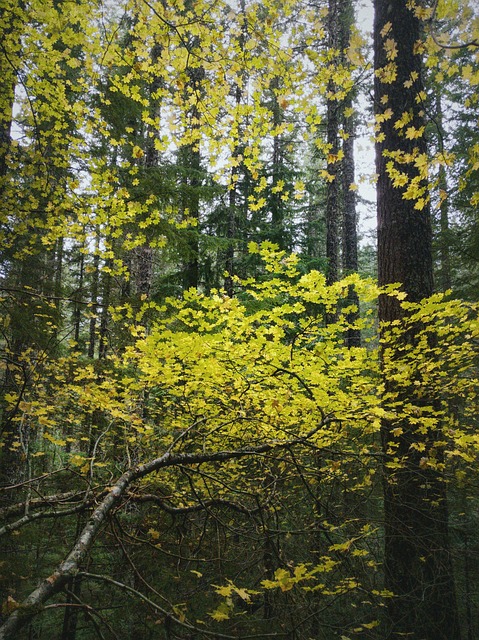 Free Branches Fall photo and picture
