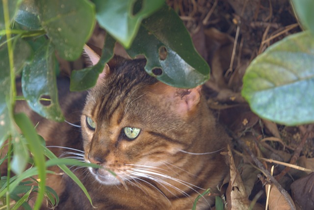 Kat, Bengaalse Kat, Stalken, Katachtig