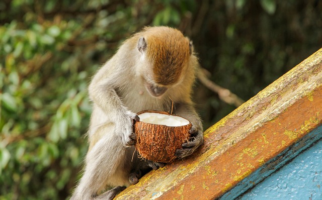 Free Monkeys Monkey Boy photo and picture