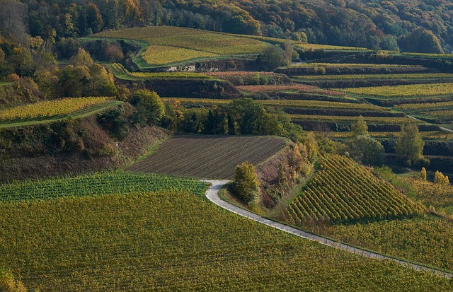 Free Vineyards Landscape photo and picture