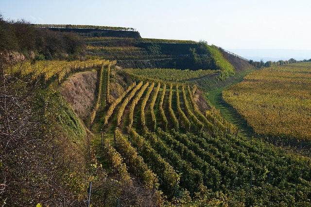 Free Vineyards Landscape photo and picture