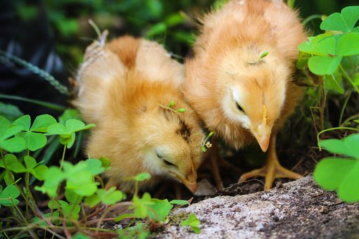 Free Chicks Farm photo and picture