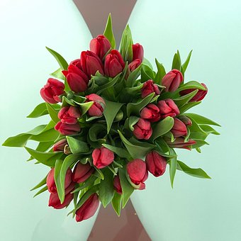 Free Tulip Tulips photo and picture