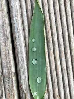 Free Leaf Green photo and picture