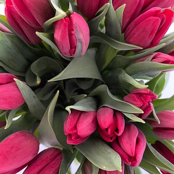 Free Tulips Macro photo and picture