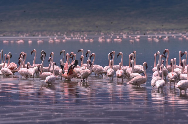 Free Flamingo Flamingos photo and picture