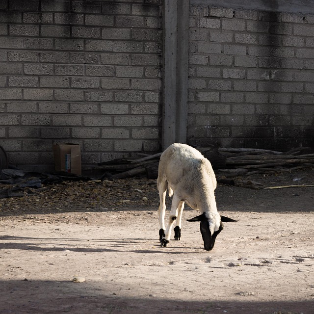 Free Goat Mexico photo and picture