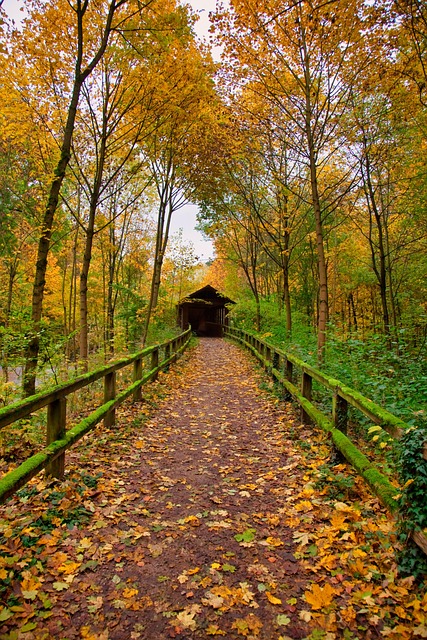 Caminho, Outono, Natureza