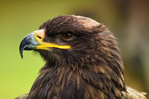 Águia, Animal, Pássaro, Ave De Rapina