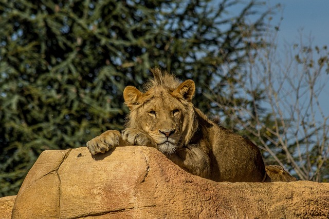 Lion, Afrika, Tier, Wild, Tierwelt