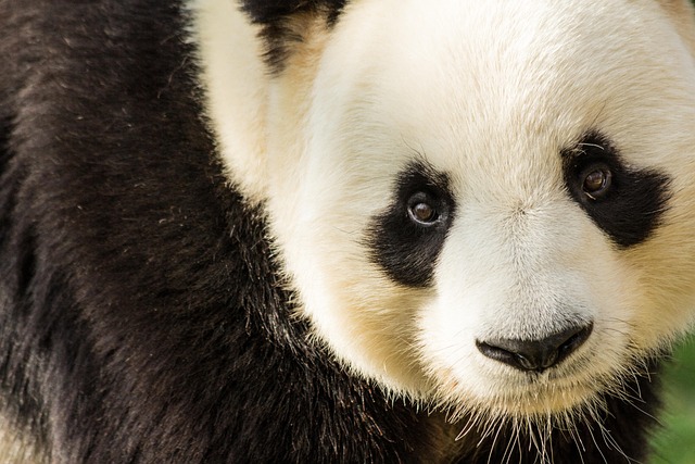 Panda, Traurig, Süß, Bär, Tiere