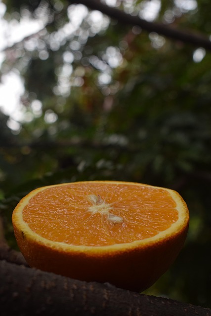 Free Shades Fruit photo and picture